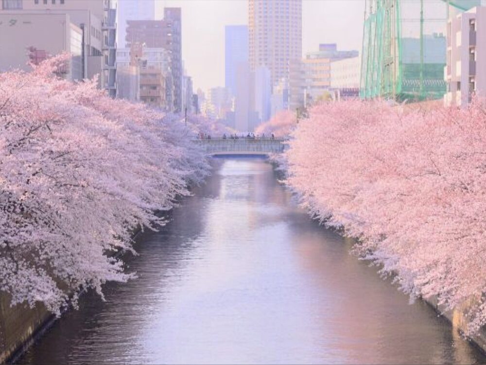 Tokyo Private SAKURA Cruise - Up to 8 Guests JPY 100,000